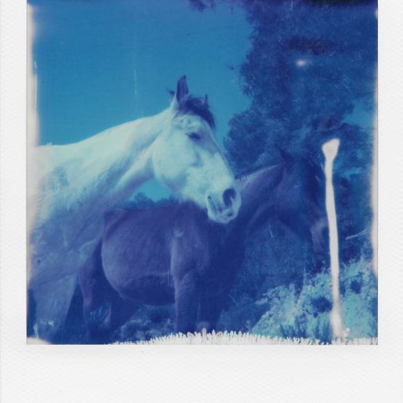 Andrea Cassady – Horses